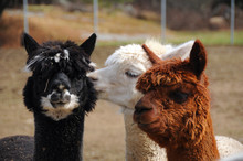 Alpaca Is A Domesticated Species Of South American Camelid. It Resembles A Small Llama In Appearance.Alpacas Are Kept In Herds That Graze On The Level Heights Of The Andes Of Southern Peru