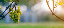 Close-up Of Growing Young Vine Plants Tied To Metal Frame With Green Leaves And Big Golden Yellow Ripe Grape Clusters On Blurred Sunny Colorful Bokeh Background. Agriculture And Gardening Concept