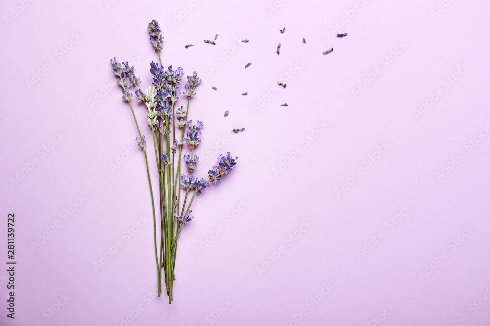 Beautiful lavender flowers on color background