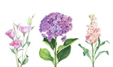 Watercolor Hydrangea, Matthiola And Lisianthus. Isolated Hand Drawn Illustration. Elegant Garden Flowers For Decor, Invitations, Package Design.