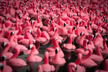 Pink Plastic Flamingos On Water Background