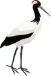 vector Red-crowned crane
