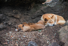 Sleeping Dingo