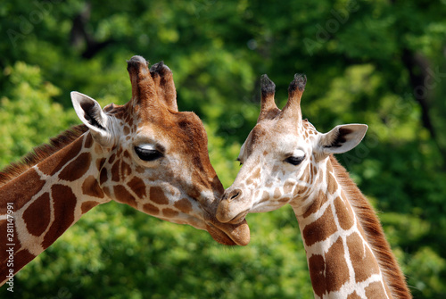 Dekoracja na wymiar  zyrafa-z-bliska-giraffa-camelopardalis-to-afrykanski-ssak-parzystokopytny