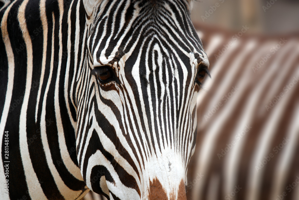 Burchell's zebra is a southern subspecies of the plains zebra. It is named after the British explorer William John Burchell. Common names include bontequagga, Damara zebra and Zululand zebra  - obrazy, fototapety, plakaty 