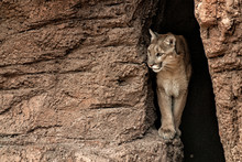 Mountain Lion Coming Out Of A Cave And Walking On A Ledge.