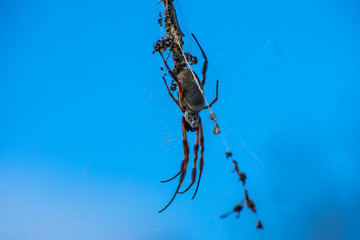 spider on web