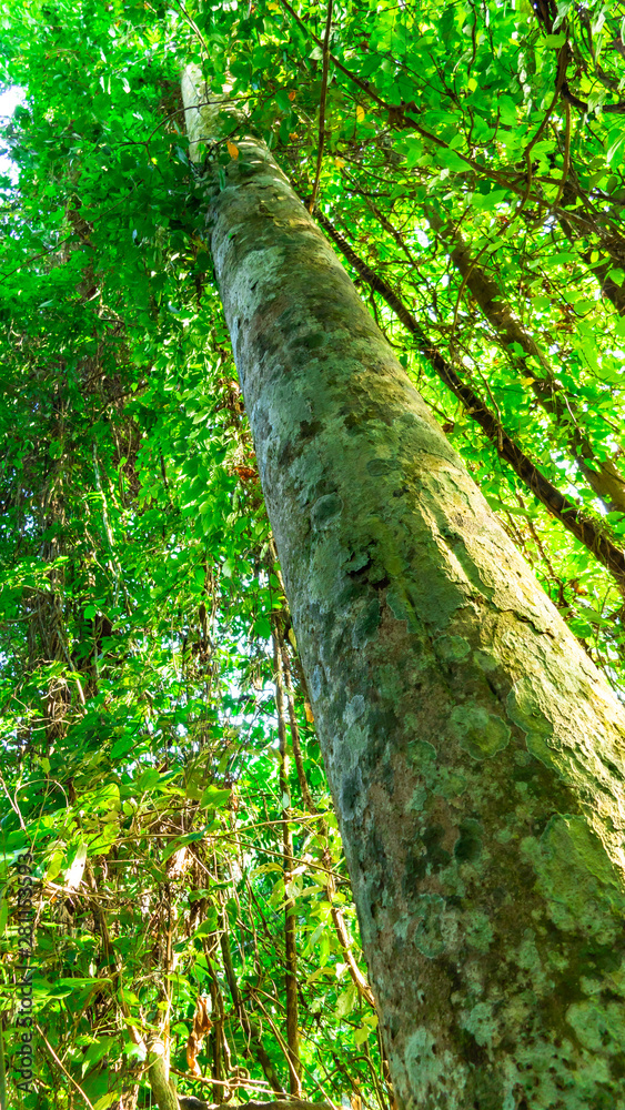 Agarwood tree in the plant Stock Photo | Adobe Stock