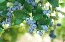 Close Up On Fresh Blueberry On The Tree