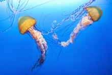 Orange Jellyfish (Chrysaora Fuscescens Or Pacific Sea Nettle) In Blue Ocean Water