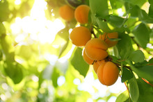 Branch With Ripe Apricots On Summer Day