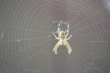 Cross Orbweaver
