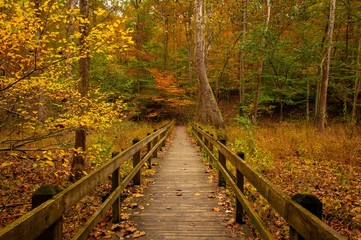 brown county state park - autumn - indiana - boardwalk