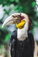 Male Bar-pouched Wreathed Hornbill Portrait Close Up. Endangered Beautiful Bird In Bali Bird Park
