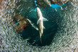 A huge school of silverrsides which are small fish have inhabited a cavern in the Cayman Islands. Their abundance of life attracts bigger fish like tarpon who spend the day feeding on the small fish