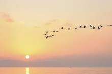 Flock Of Flamingoes Birds In Flight
