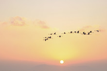 Flock Of Flamingoes Birds In Flight