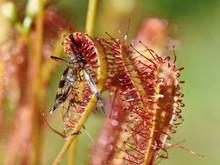 Insect Stuck On The Sticky Leaves Of A Drosera Anglica Great Sundew Plant
