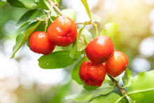 Acerola Cherry Of Thailand On Three. Select  Focus, Barbados Cherry, Malpighia Emarginata, High Vitamin . Acerola Fruit.