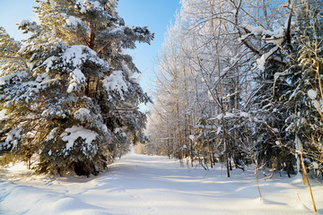 Tree covered snow in a winter forest in a sunny day