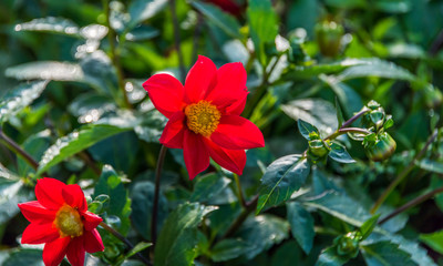 Wall Mural - Bright Red Flower in a Garden on a Sunny Summer Day