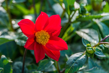 Wall Mural - Bright Red Flower in a Garden on a Sunny Summer Day