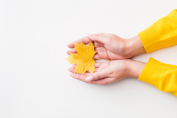 autumn fun. top view of fall yellow maple leaf in woman hands over white background. copy space.