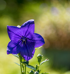 Wall Mural - Purple Flowers in a Garden on a Sunny Summer Day