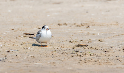 Wall Mural - Terns and Seagulls resting on a Baltic Sea Beach