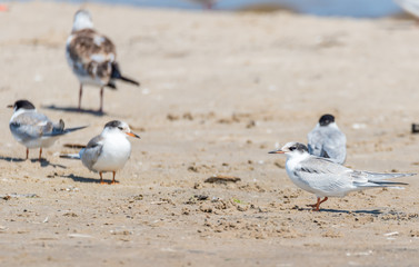 Wall Mural - Terns and Seagulls resting on a Baltic Sea Beach