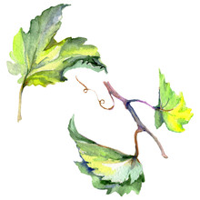 Branch Of Green Vine Leaves. Watercolor Background Illustration Set. Isolated Grape Illustration Element.
