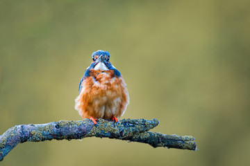 Poster - Portrait of a kingfisher perched on a branch looking forward at the camera