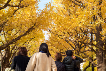 Wall Mural - Tourists walking down Jingu Gaien Ginkgo Avenue in Tokyo　神宮外苑 イチョウ並木の下を歩く人々