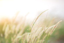 Grass Flower Blur Image With Sun Flare As Abstract Background With Vintage Filter