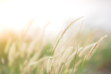 grass flower blur image with sun flare as abstract background with vintage filter