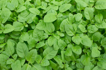 top view fresh green basil leaves in nature outdoor