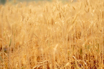 Wheat crop field. Ears of golden wheat close up. Ripening ears of wheat field background. Rich harvest Concept.