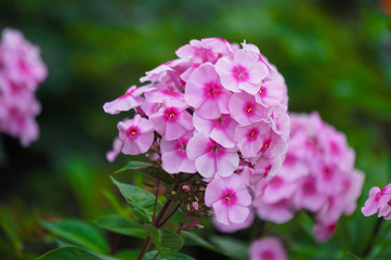 Pink and purple Phlox in the garden