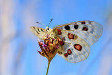 Apollo Butterfly - Parnassius Apollo, Beautiful Iconic Endangered Butterfly From Europe, Stramberk, Czech Republic.