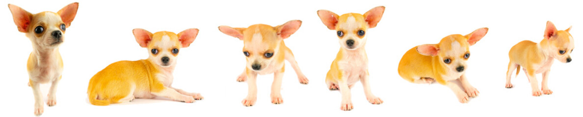 Chihuahua puppy dog small collection set isolated on white background