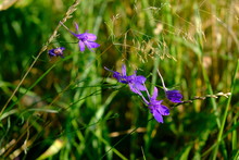 Field Sweeps. Field Zhivokost. Purple Wildflowers