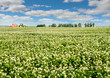 panorama of buckwheat blossom field . Buckwheat agriculture with tractor on horizon