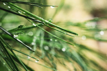 Poster - Dew on Green plant details tree leave Raining season Nature background