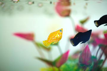 Sticker - Little Molly fish, Poecilia latipinna in fish tank or aquarium.