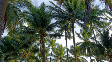 palm trees on a background of blue sky