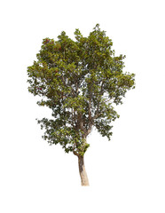 Wall Mural - tree isolated on white background, collections tree isolated, tree object