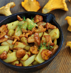 Sticker - Mushrooms chanterelle fried with potatoes in a frying pan