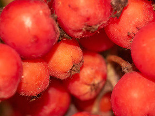 red Rowan macro extreme close-up