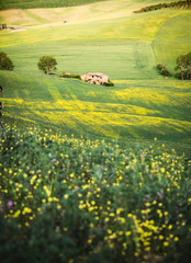 Wall Mural - A farmhouse between Tuscan hills. Pienza, Val d'Orcia, Tuscany, Italy.