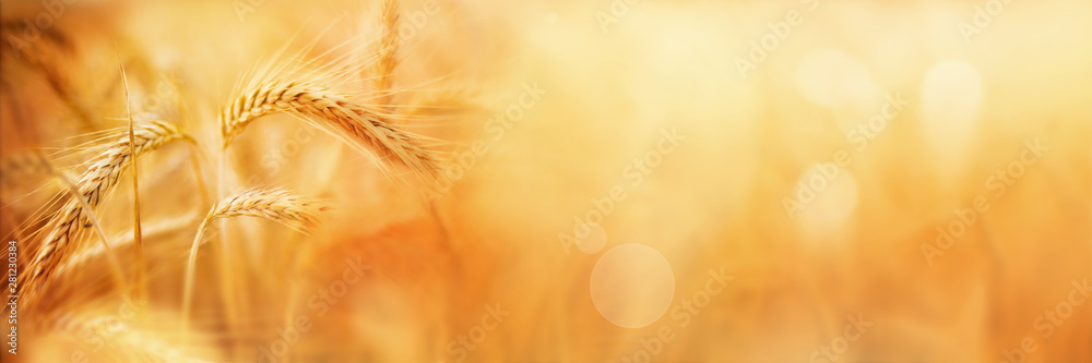 Golden wheat field in late summer - obrazy, fototapety, plakaty 